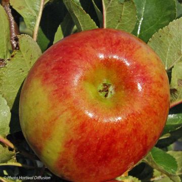 Macieira Rhapsodie - Malus domestica