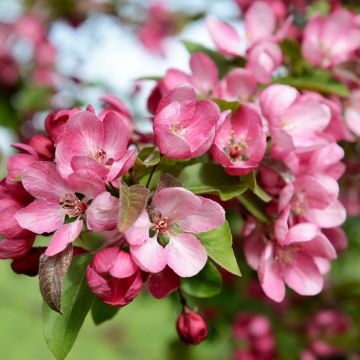 Malus Indian Magic