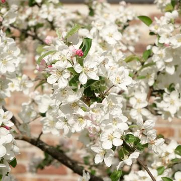 Malus Evereste Perpetu Malus Evereste Perpetu