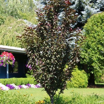 Malus Raspberry Spear