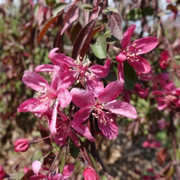 Malus Royal Beauty Variegata