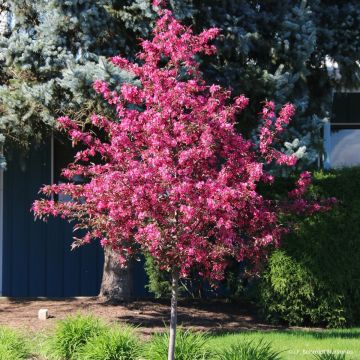Malus Royal Raindrops