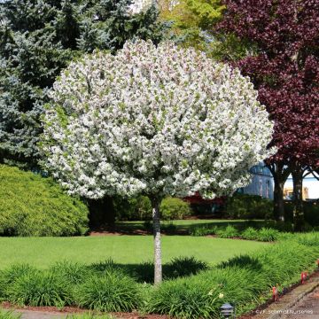 Macieira Sparkling Sprite