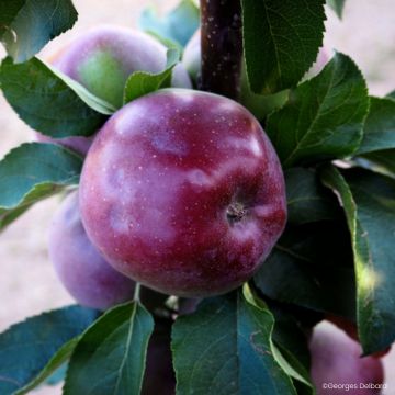 Macieira Chinon colunar Georges Delbard - Malus domestica