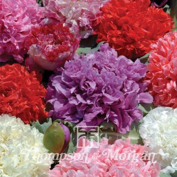 Papaver somniferum Ooh la la em sementes