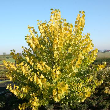 Choupo-do-Canadá Serotina Aurea - Populus × canadensis