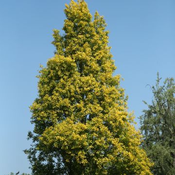 Choupo-negro Lombardy Gold - Populus nigra