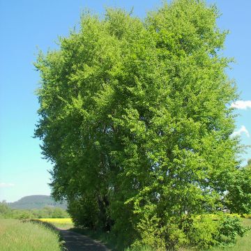 Populus tremula