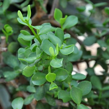 Arbusto-elefante Macrophylla - Portulacaria afra