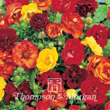 Potentilla atrosanguinea Fireball Mixed em sementes