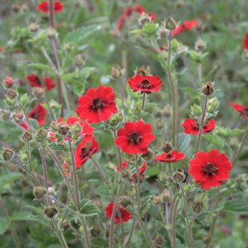 Potentilla Gibson's Scarlet