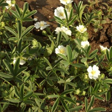 Potentilla alba - Potentilla branca