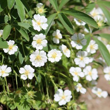 Potentilla alba - Potentilla branca