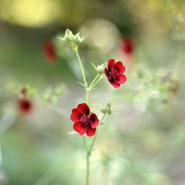 Potentilla atrosanguinea Potentilla atrosanguinea