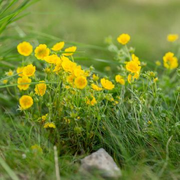 Potentilla aurea Potentilla aurea
