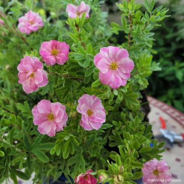 Potentilha-arbustiva fruticosa Double Punch Pink