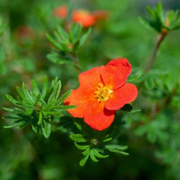 Potentilla fruticosa Red Joker