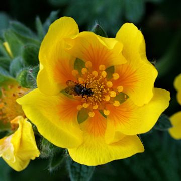 Potentilla megalantha