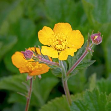 Potentilla megalantha Potentilla megalantha