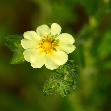 Potentilla recta var. sulphurea Potentilla recta var. sulphurea