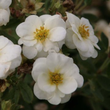 Potentilla fruticosa Creme Brulée