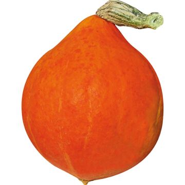 Abóbora Divine F1 plantas jovens