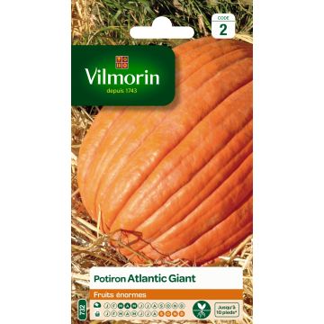 Abóbora Gigante do Atlântico Vilmorin