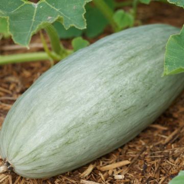 Abóbora Banana Blue - Ferme de Sainte Marthe Bio