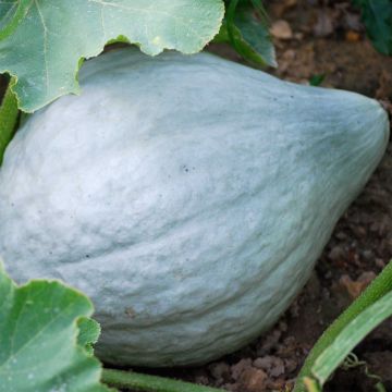 Abóbora Blue Hubbard - Ferme de Sainte Marthe Bio