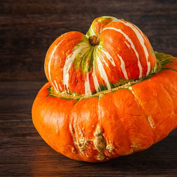 Abóbora Giraumon Turban