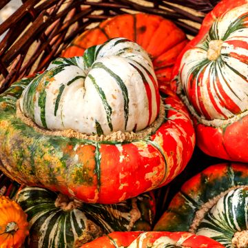 Abóbora Giraumon Turban Vilmorin