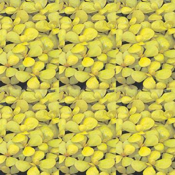 Beldroega-dourada de folhas largas