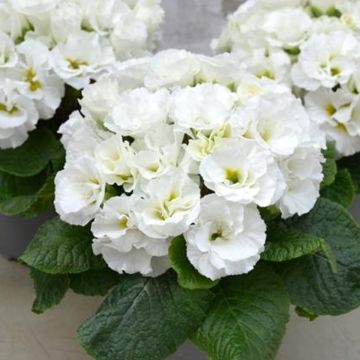 Primavera Frilly White