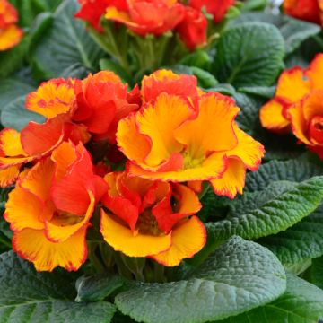 Primavera Chinese New Year - Primula acaulis