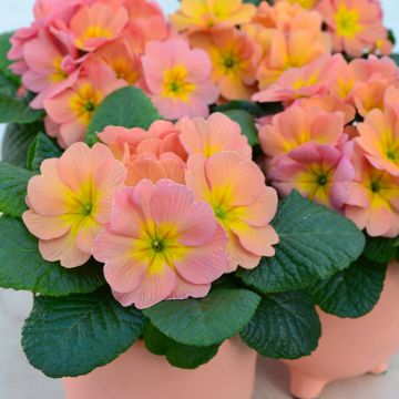 Primavera Mango - Primula