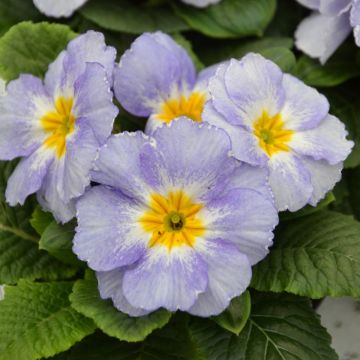 Primavera Porcelain Blue - Primula