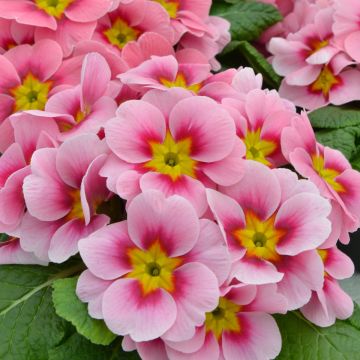 Primavera Ringostar Cherryblossom - Primula acaulis