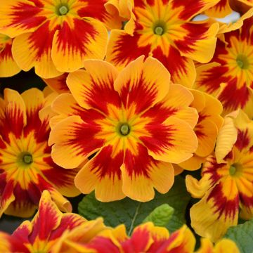 Primevère Starfire - Primula