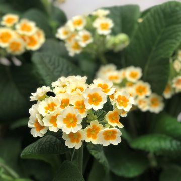 Primula elatior Cream Orange Eye