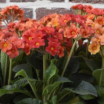 Primula elatior Veristar Late Marmelade