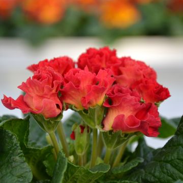 Primavera Rosebud F1 Red Shades
