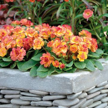 Primavera Belarina Nectarine em minimottes