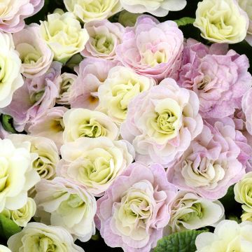 Primavera Belarina Pink Ice