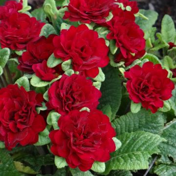 Primavera Belarina Valentine em minimottes