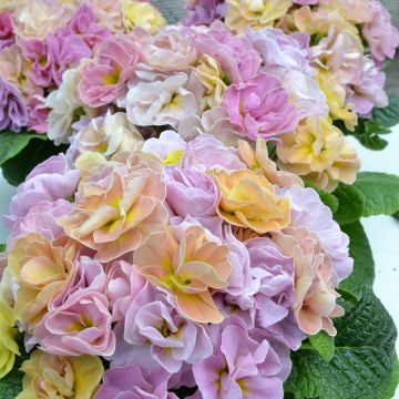 Prímula Rubens Antique Rose F1