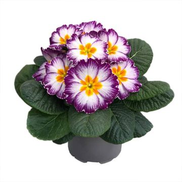 Primula polyanthus Ambie Violet Flame F1