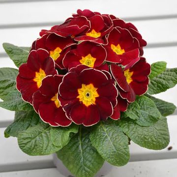 Primavera Charlie Wine Red Edge F1