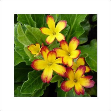 Primula polyanthus Oak Leaf Yellow Picotee