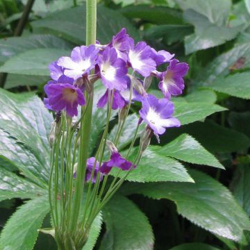 Primula alpicola var. violacea