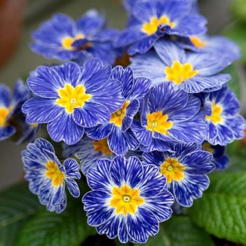 Primula polyantha Tie Dye